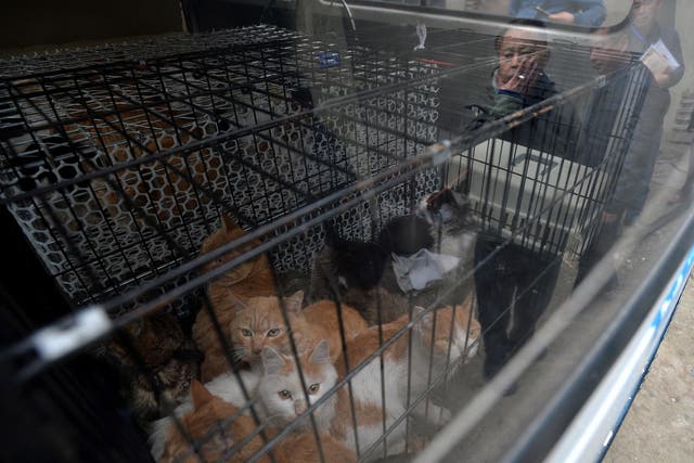 Rescued cats look out from a car as Huang Pingfu, the owner of a cat slaughtering spot stands next to the car as a legal enforcement team intervene in Chengdu, Sichuan Province, China, November 23, 2016