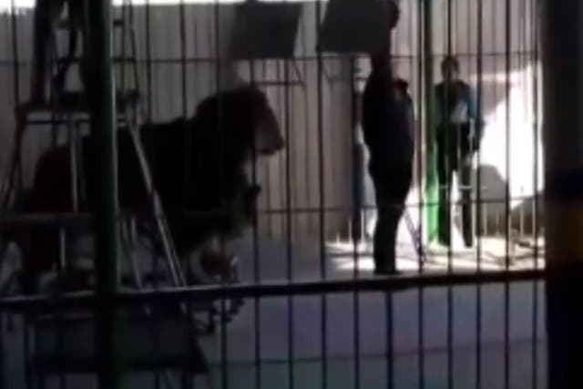 Footage shows lion tamer Islam Shaheen being mauled to death