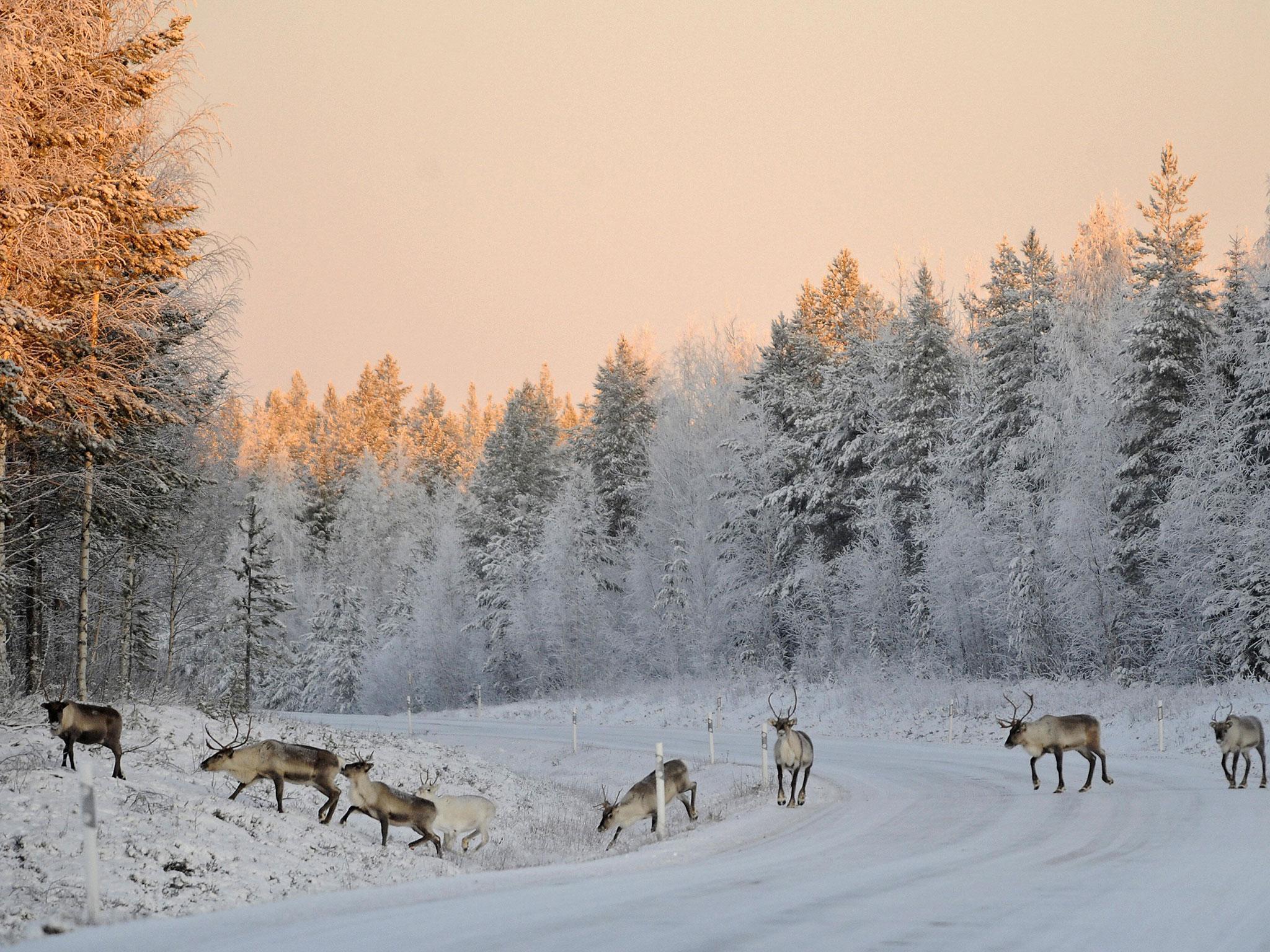 What Lapland should look like in December