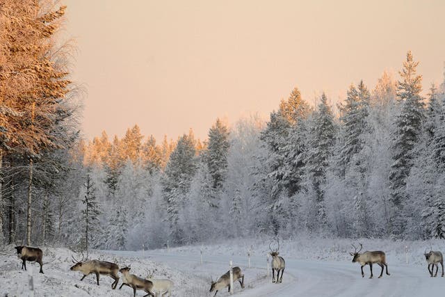 What Lapland should look like in December