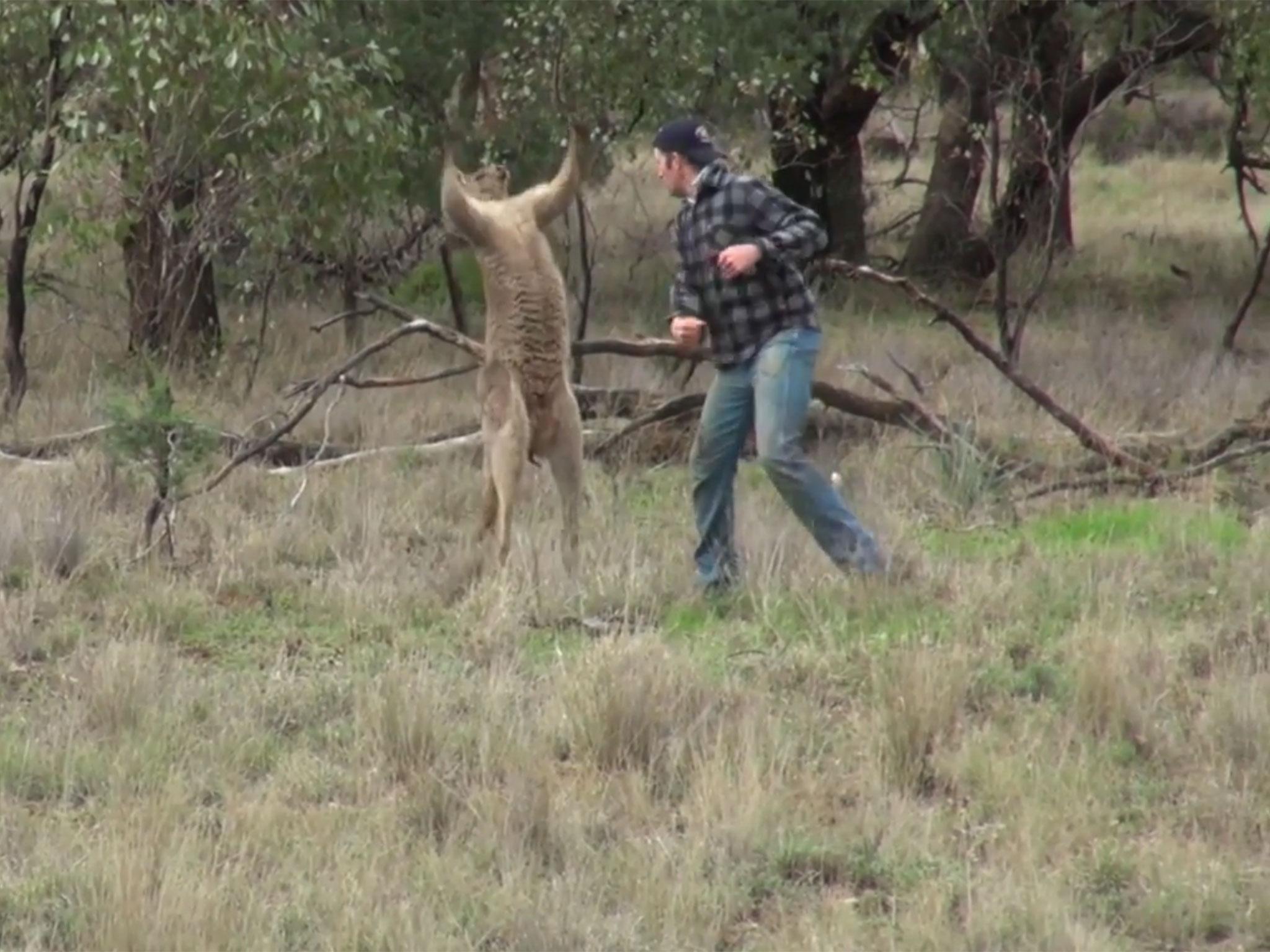 Man squares up to kangaroo and punches it in the face after it grabs ...