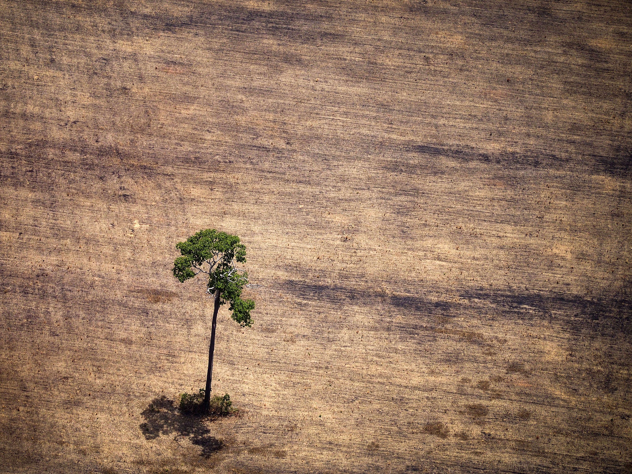 Deforestation has stripped parts of the Amazon, such as here in the state of Para, Brazil