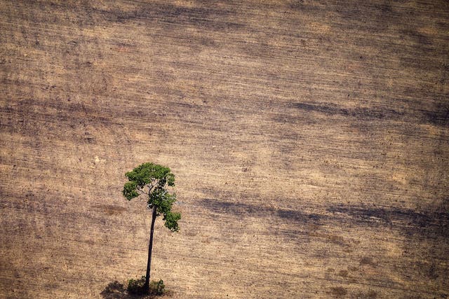 <p>Deforestation has stripped parts of the Amazon, such as here in the state of Para, Brazil</p>