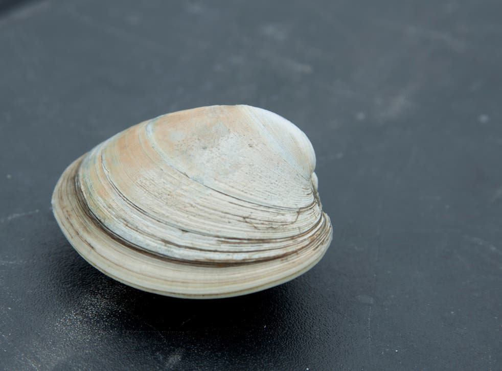 A quahog clam, also known as a hard-shelled clam or by its scientific name mercenaria mercenaria. Published under a Creative Commons licence bit.ly/RaejCi
