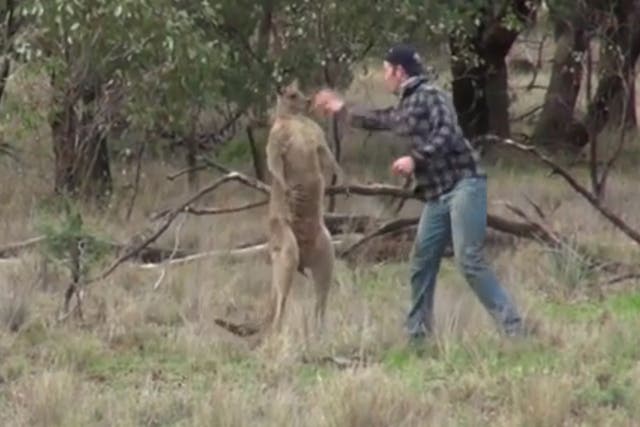 Greig Tonkins punches the kangaroo to save a dog