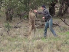 Expert explains why kangaroo punched by zookeeper had dog in headlock