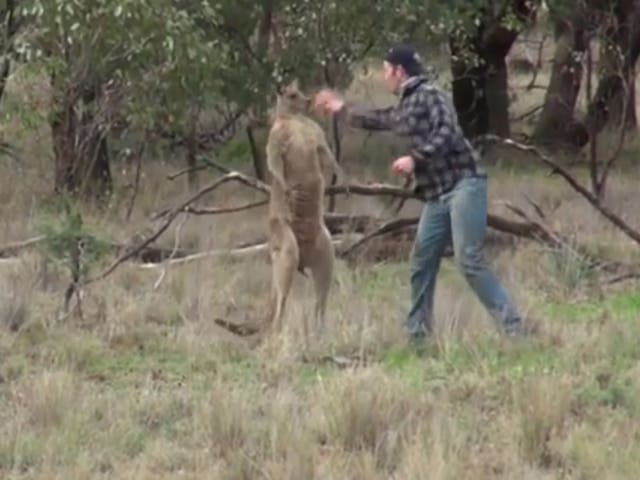 Greig Tonkins punches the kangaroo to save a dog