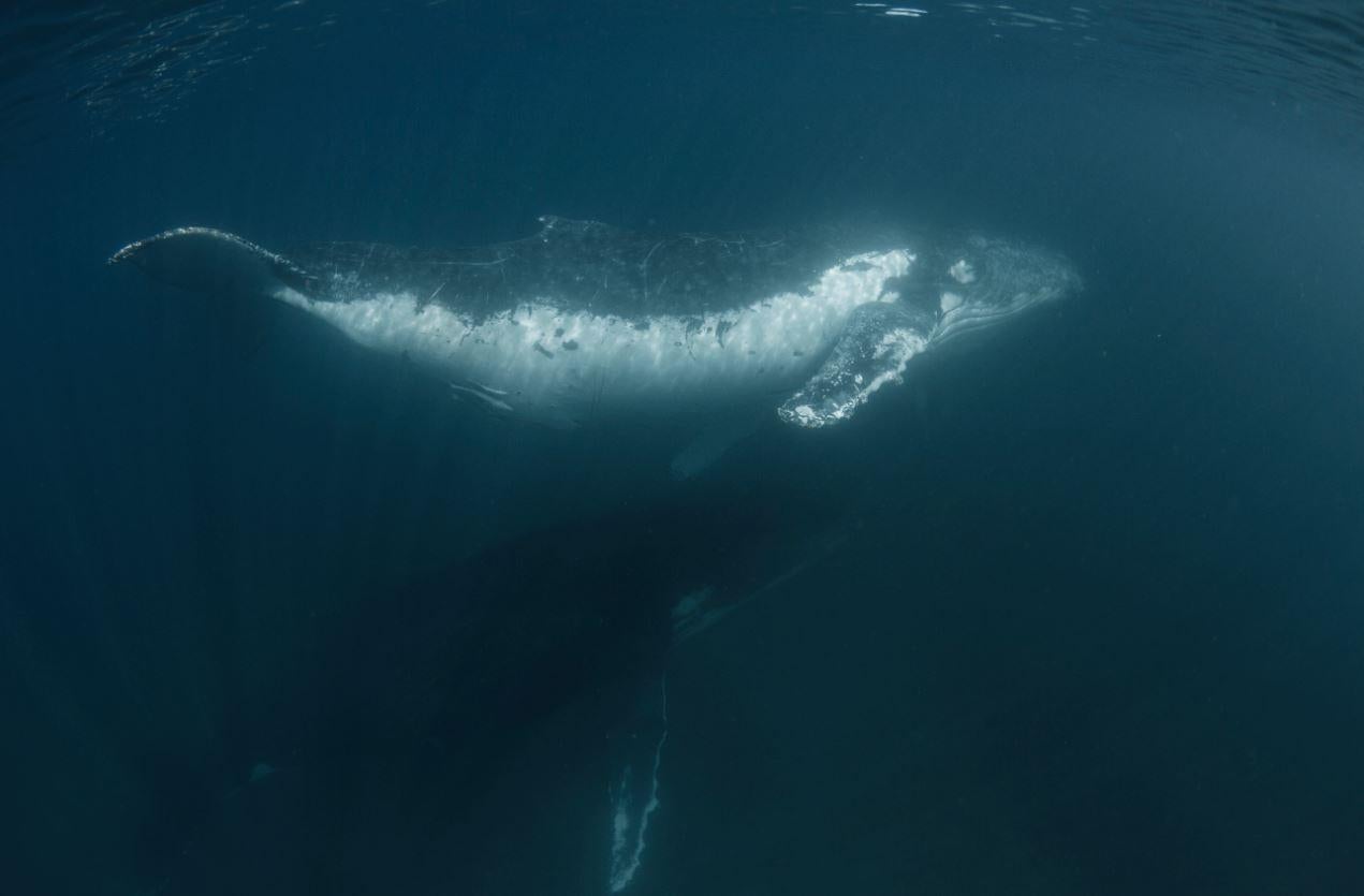 Humpbacks migrate north from the Southern Ocean