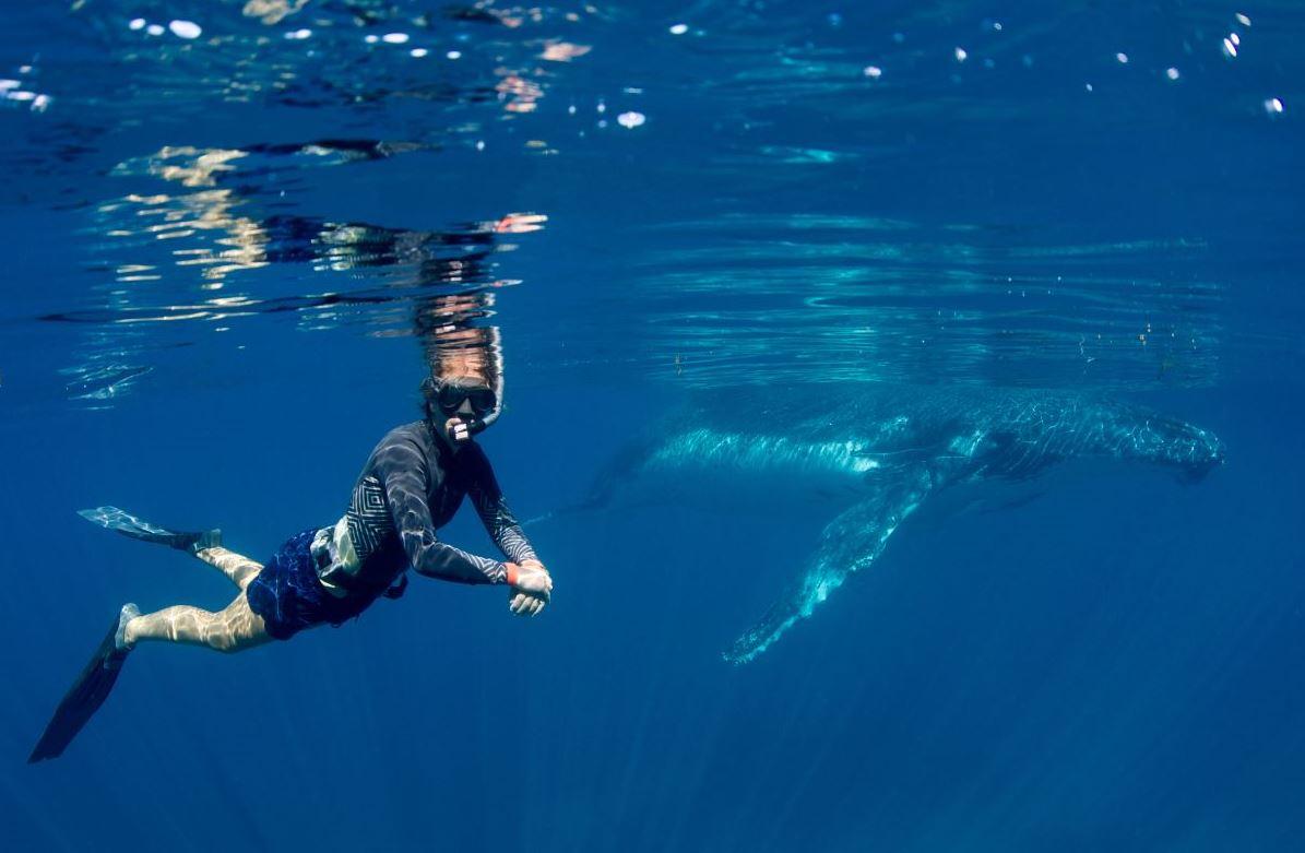 Swimmers have to follow strict rules designed to protect the humpbacks