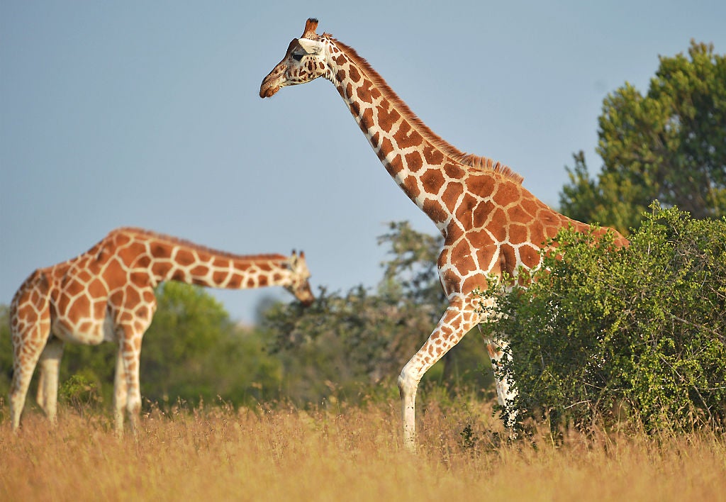 A growing human population and illegal hunting have contributed to a decline of 66,000 giraffes since 1985