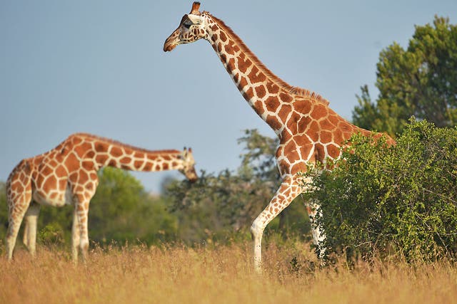 A growing human population and illegal hunting have contributed to a decline of 66,000 giraffes since 1985