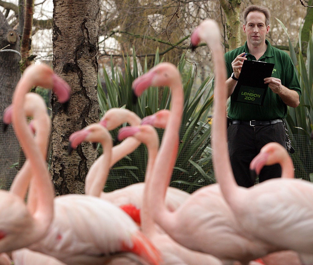 Flamingos at London Zoo during the annual stocktake