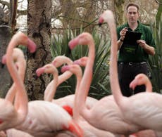 London Zoo shuts down bird enclosures over avian flu fears
