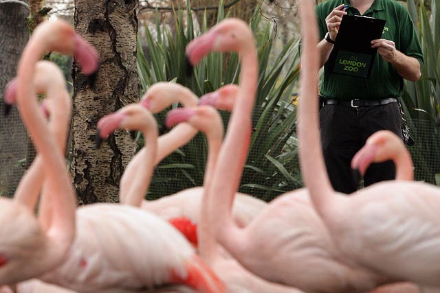 Flamingos at London Zoo during the annual stocktake