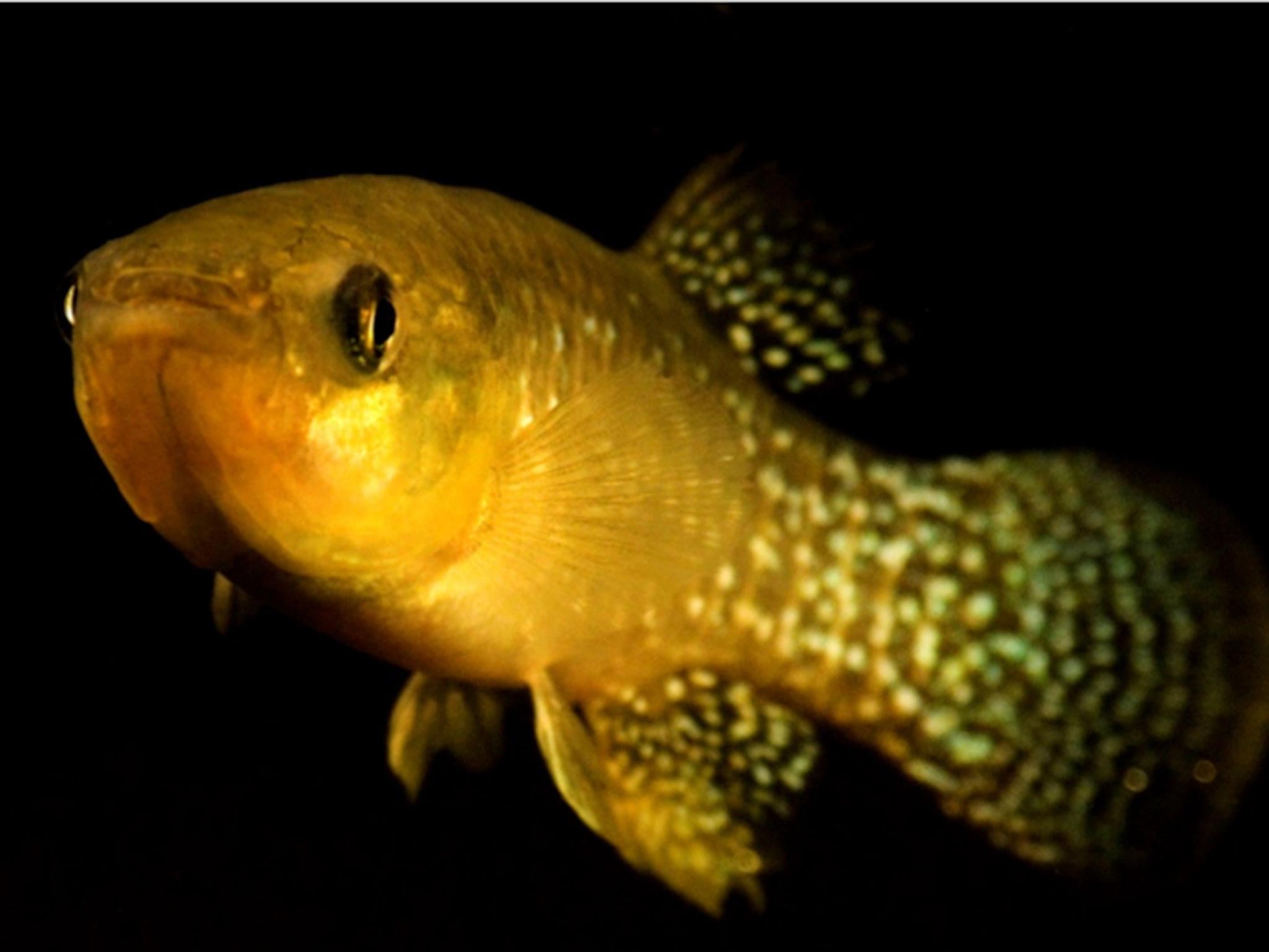Atlantic killifish like this one have adapted to highly toxic levels of pollution