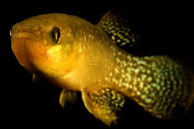 Atlantic killifish like this one have adapted to highly toxic levels of pollution