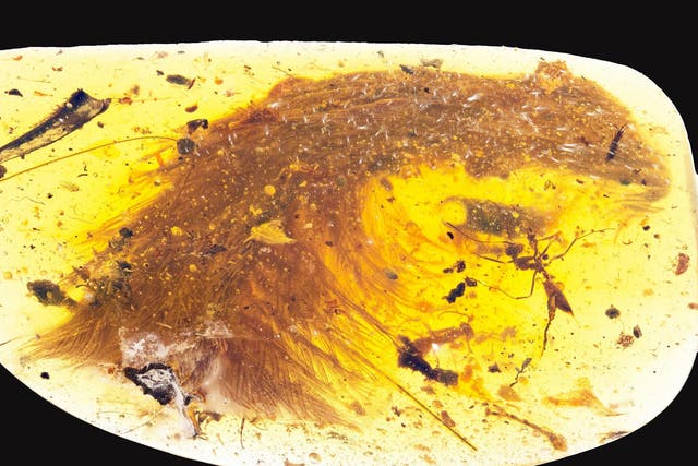 A chunk of amber - fossilized resin - spotted by a Chinese scientist in a market in Myitkyina
