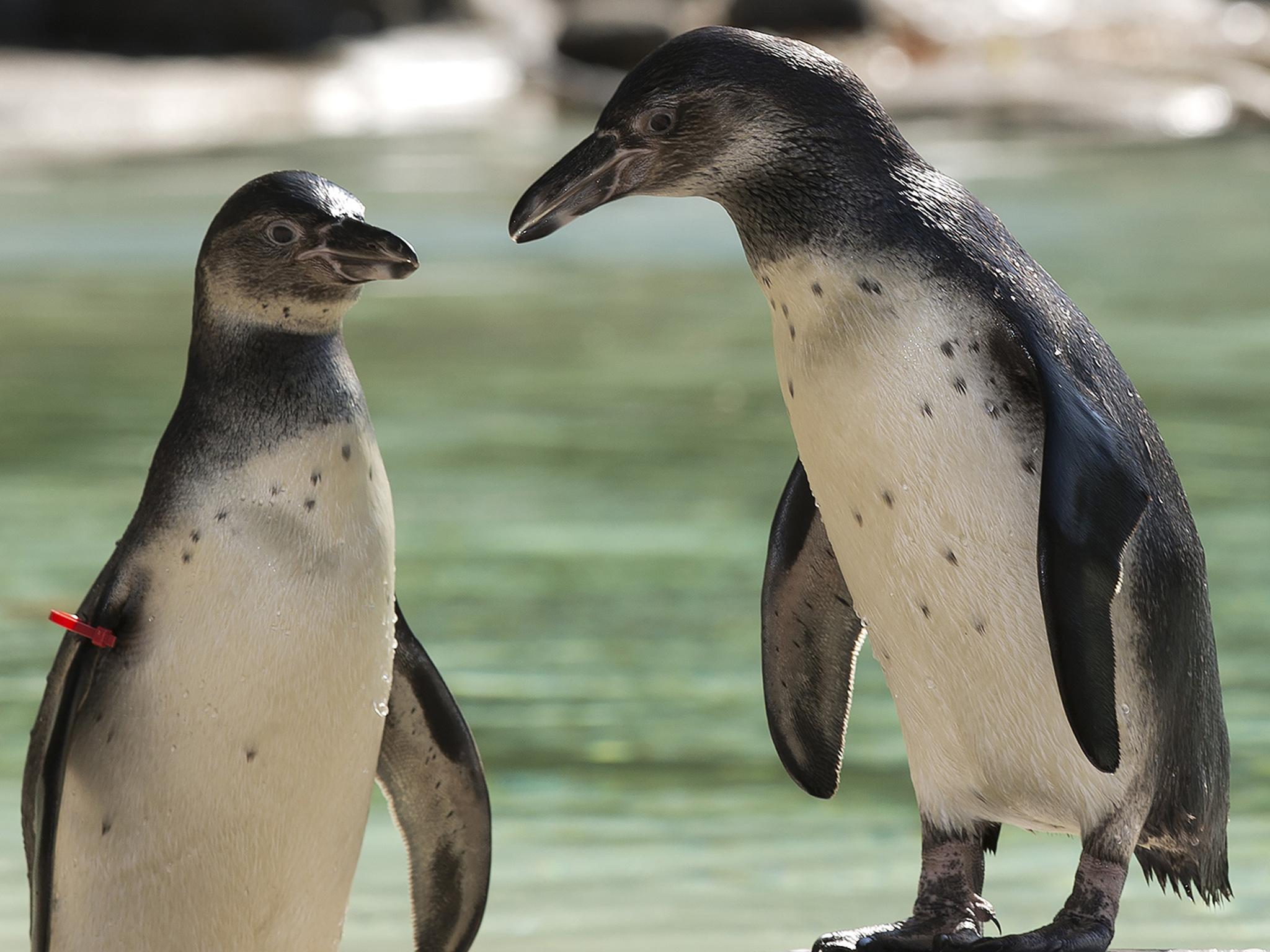 The Humboldt penguins may have been scared in their pen by a loud noise or shout (file photo)