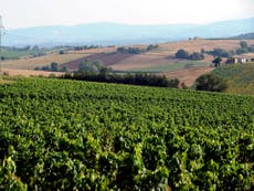 Vandals spill 400,000 bottles of Italian sparkling wine