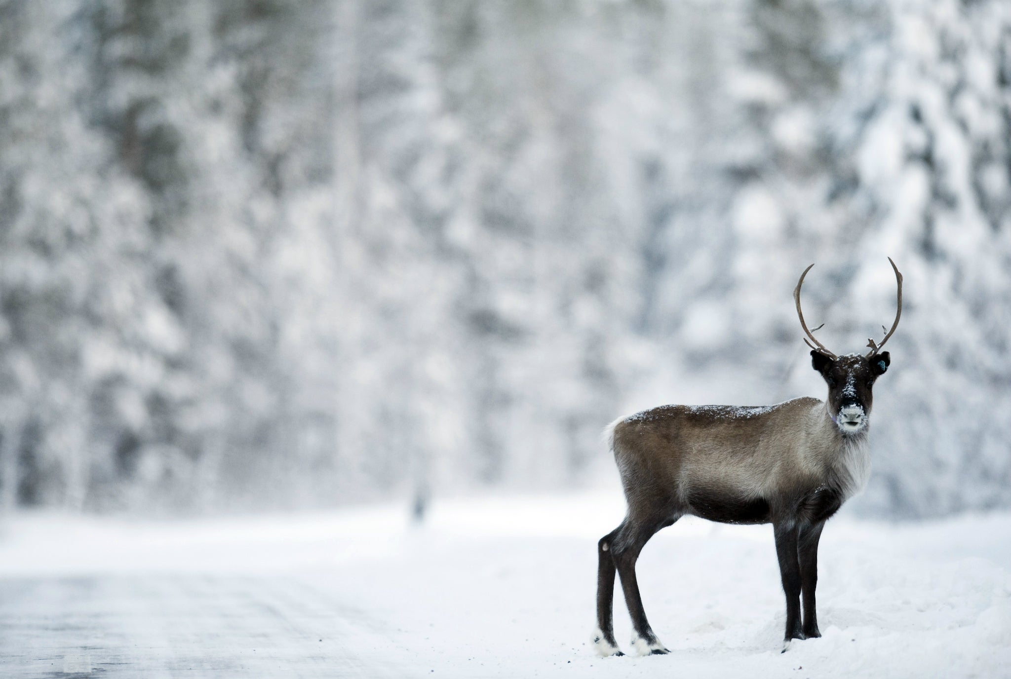 Reindeer in Norway have been shrinking