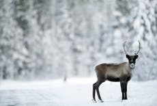 Reindeer shrinking in size due to warmer Arctic temperatures