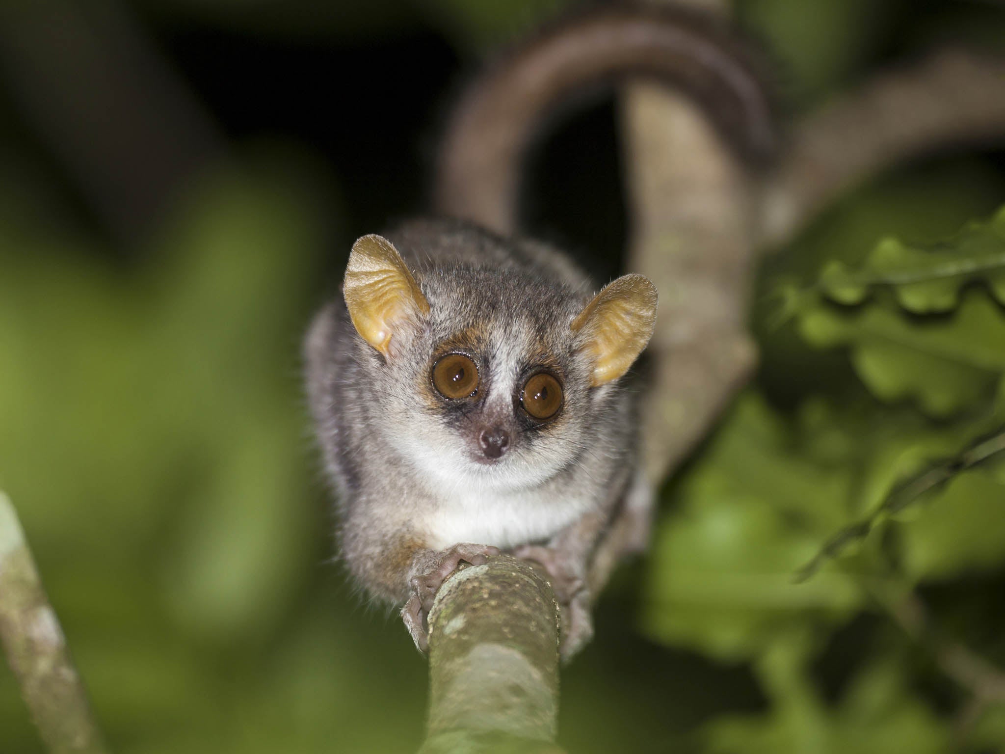 An adult grey mouse lemur balances on a branch in Madagascar
