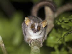 Dawn of ‘Trumpocene’ era spells disaster for world’s primates