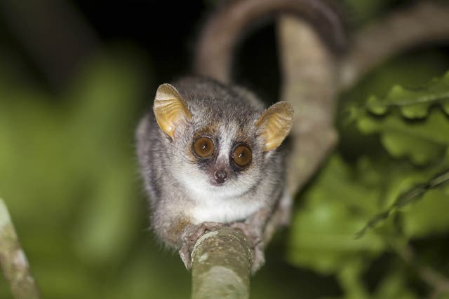 An adult grey mouse lemur balances on a branch in Madagascar