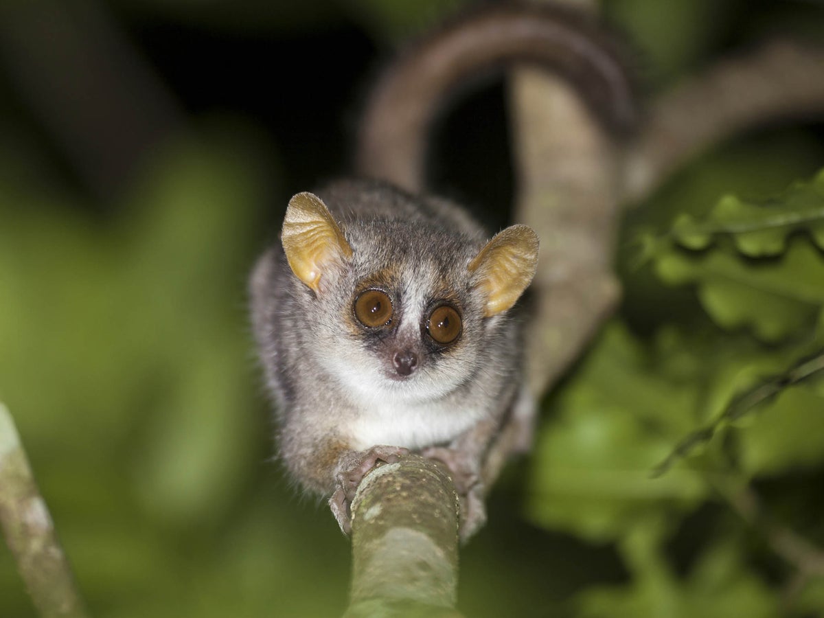 Dawn Of Trumpocene Era Spells Disaster For World S Primates The Independent The Independent
