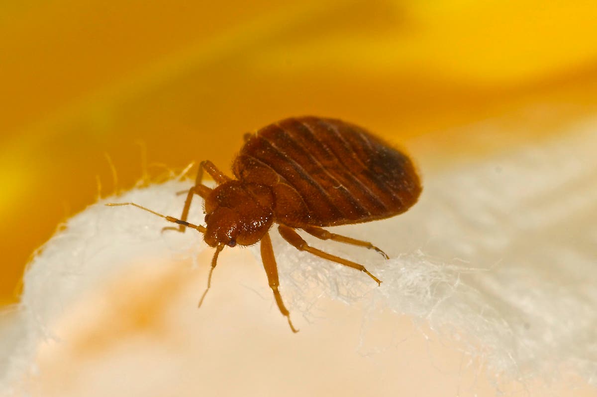 A bed bugs epidemic is sweeping the UK – this is why