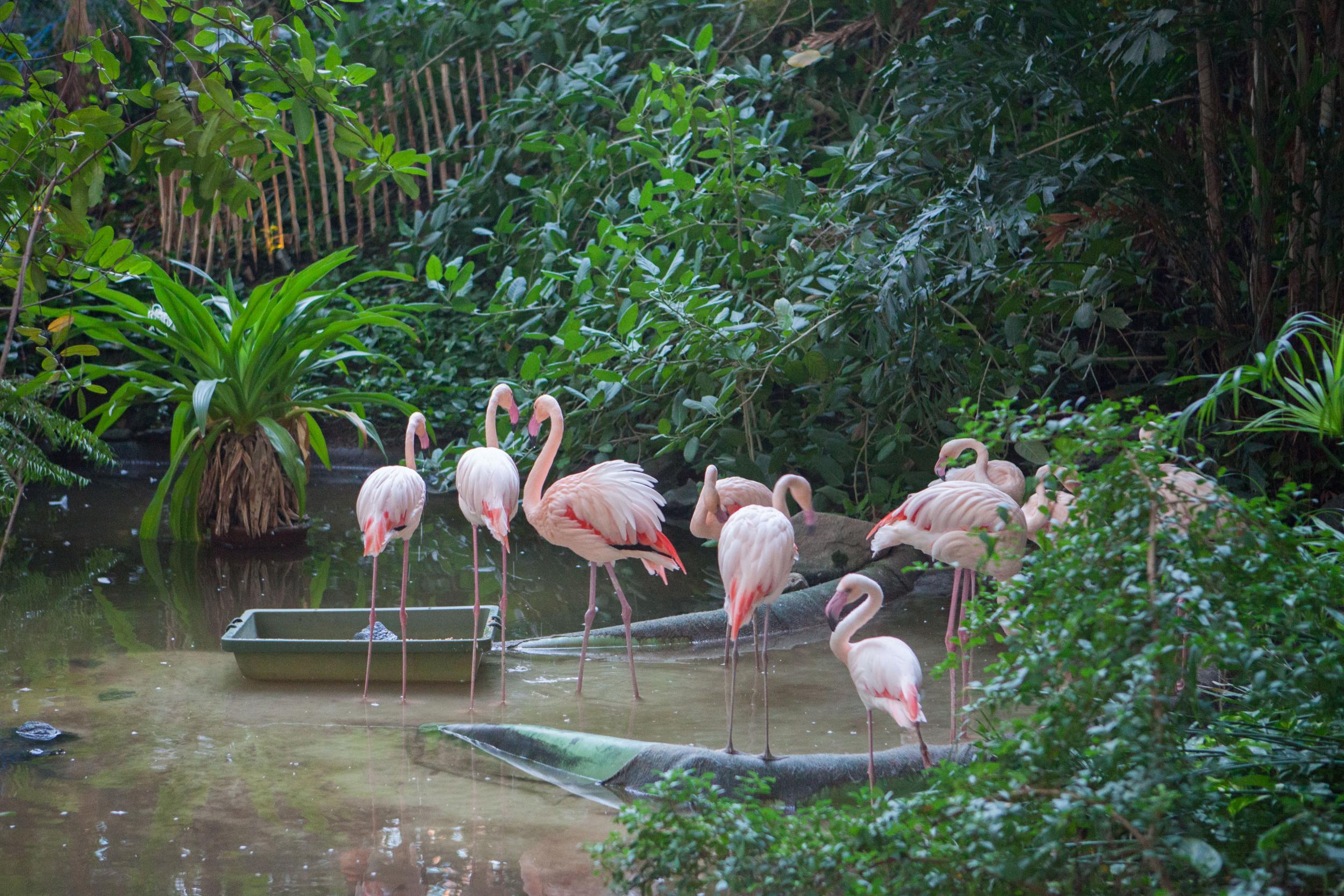 Find real flamingos among the mangroves
