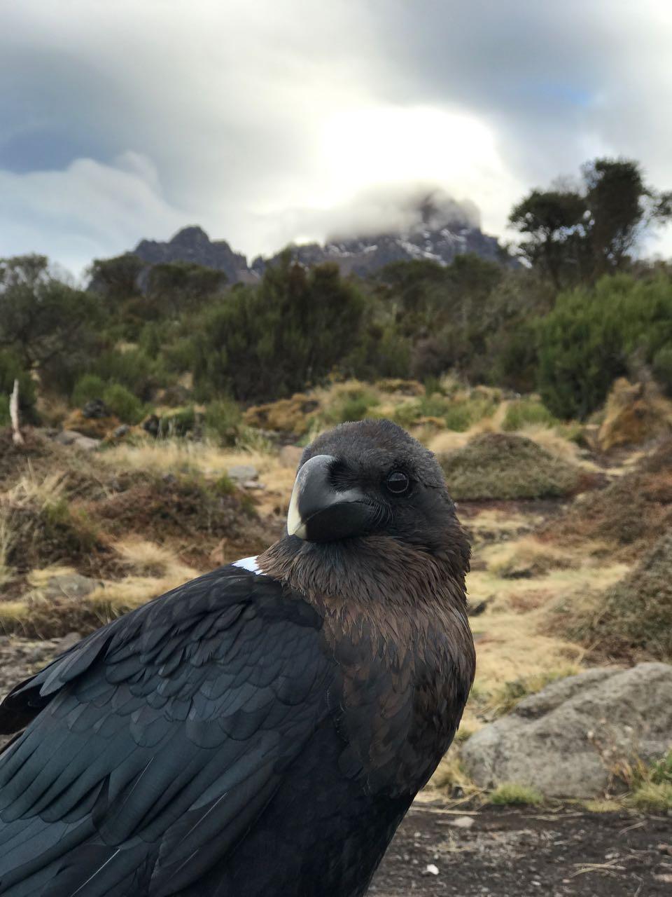 One of the white-necked ravens