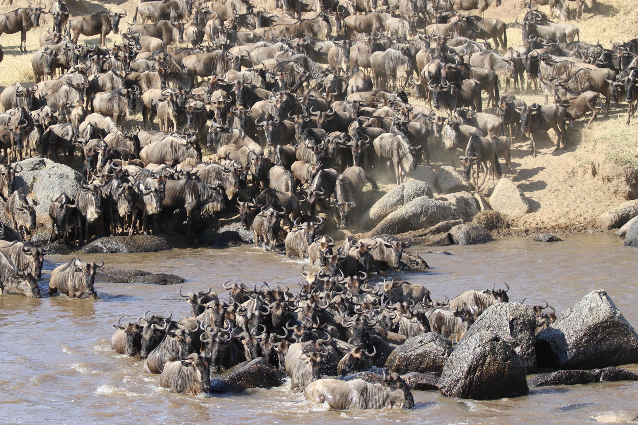 The Great Migration sees 1.5 million wildebeest surge across the Serengeti