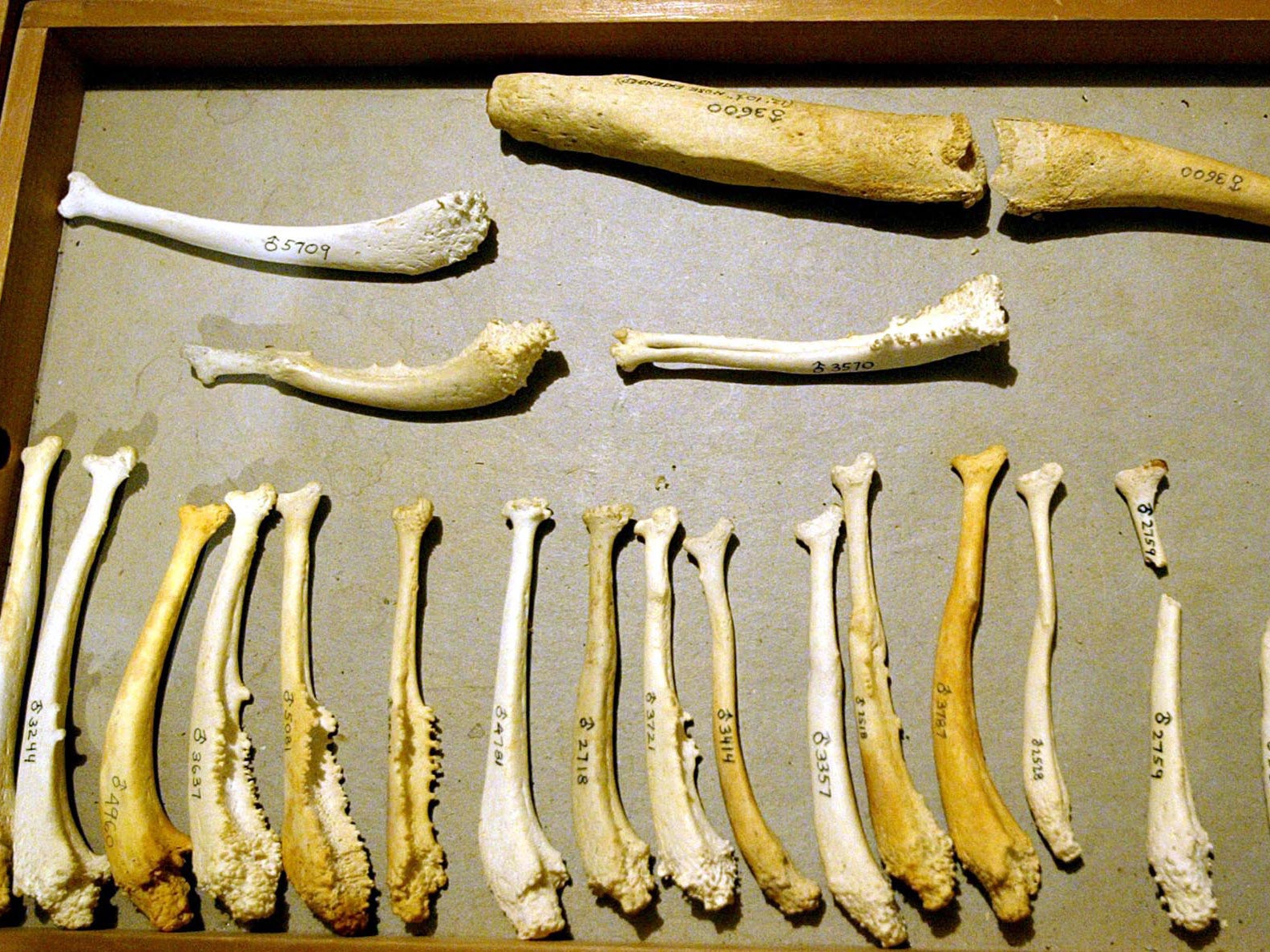 Penis bones from various mammals