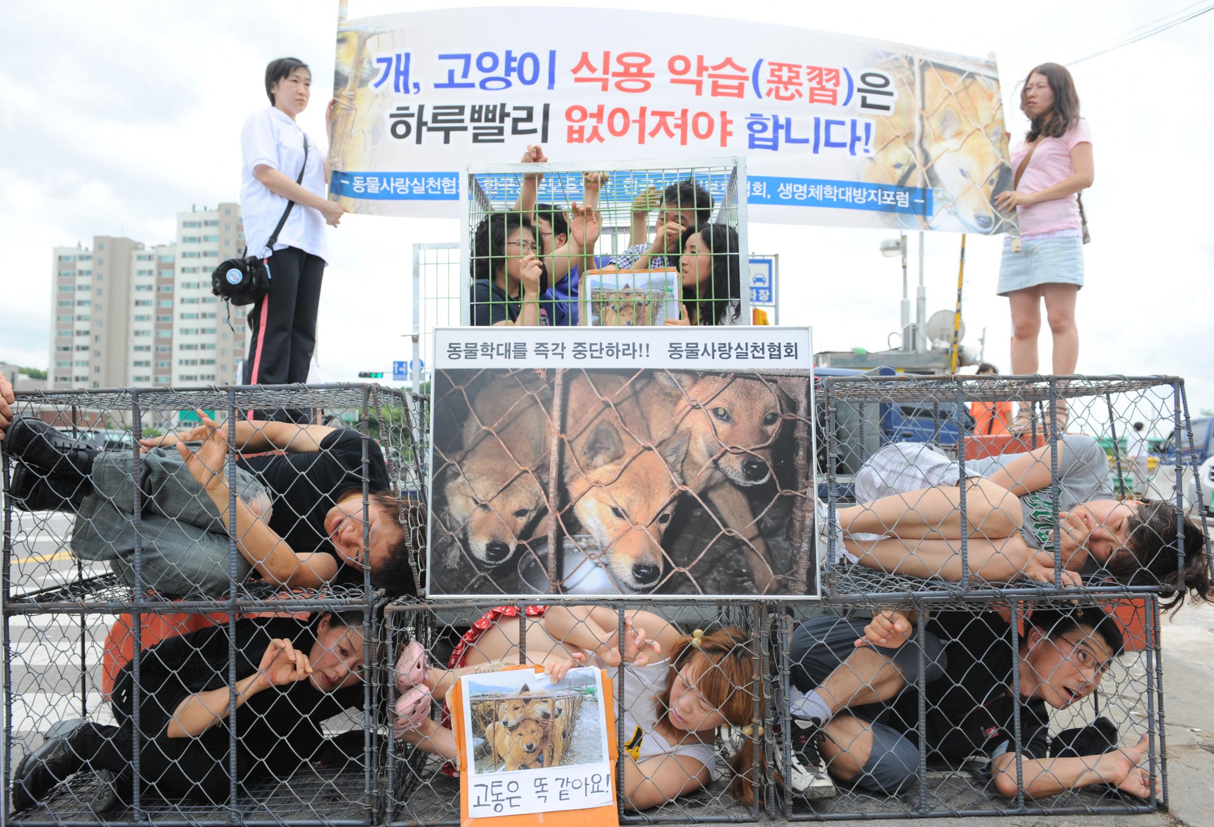 A legal grey area surrounds dog slaughtering in South Korea Getty