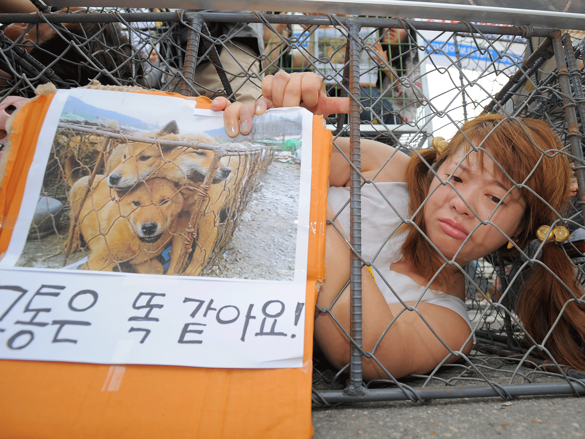 Animal rights protestors demonstrate close to the market in Seongnam