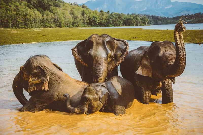 Meet and interact with elephants the ethical way at the Elephant Conservation Centre in Laos