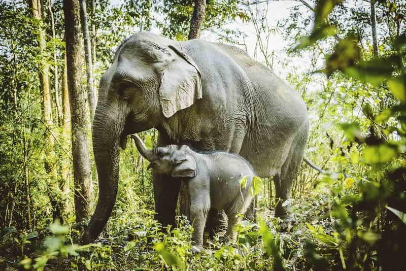 Many elephants in Laos are mistreated, forced into carrying crippling loads