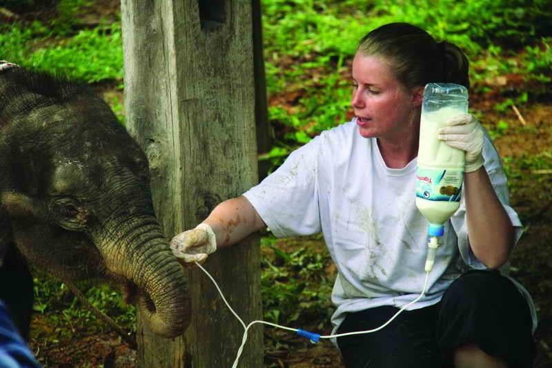 Elephants are fed and cared for by conservation centre staff
