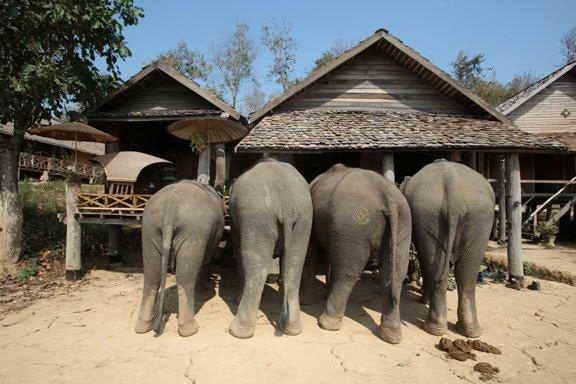 Feeding time for a family of pachyderms