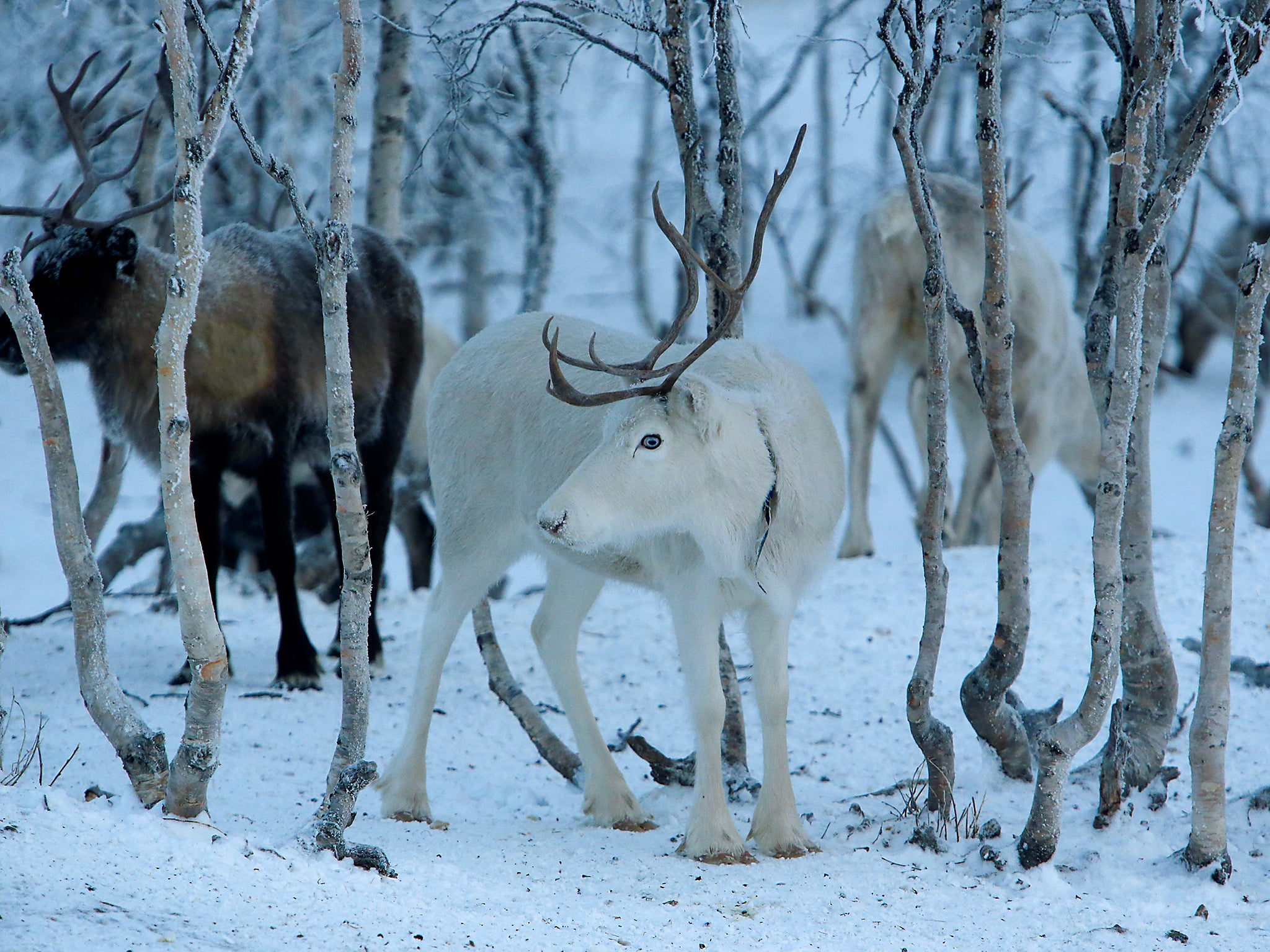 A herd of reindeer inside the enclosure (Reuters)