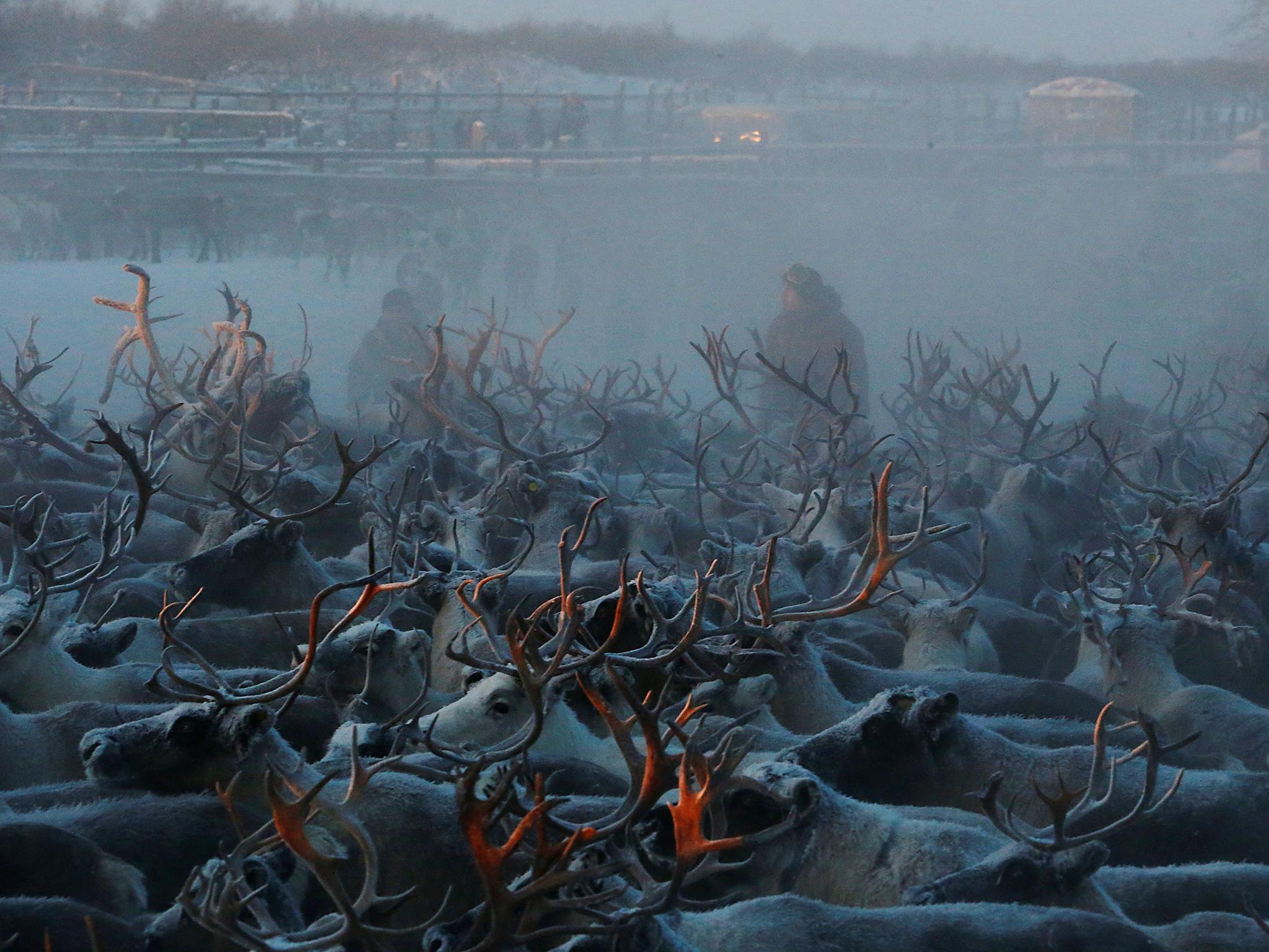 Herders select and sort reindeer inside the enclosure in the settlement of Krasnoye in Nenets Autonomous District, Russia