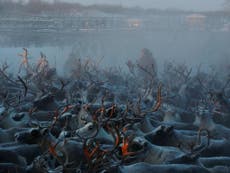 The reindeer cull of Arctic Russia
