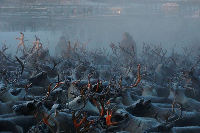 Herders select and sort reindeer inside the enclosure in the settlement of Krasnoye in Nenets Autonomous District, Russia
