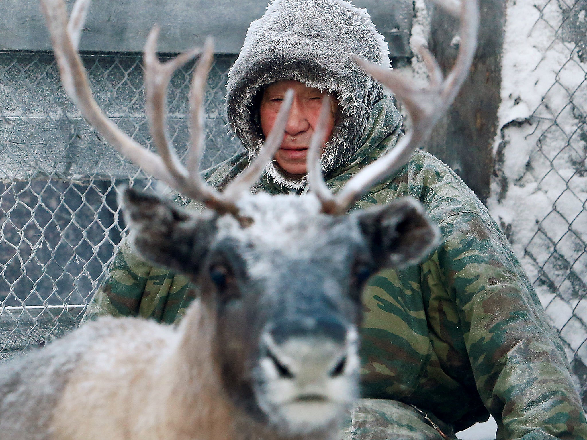 A herder sits inside the enclosure where they select and sort the animals (Reuters)