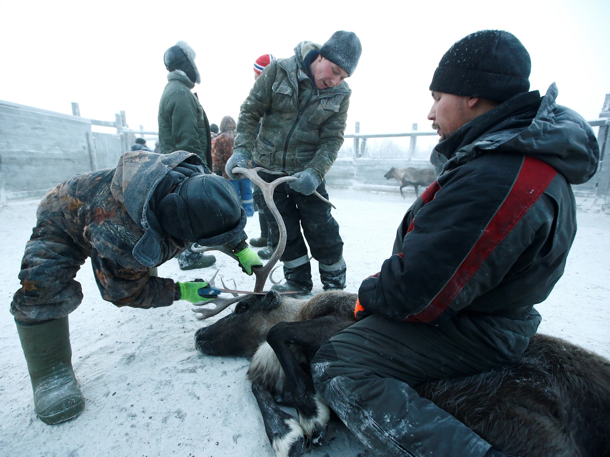 Herders cut off reindeer antlers inside the enclosure (Reuters)