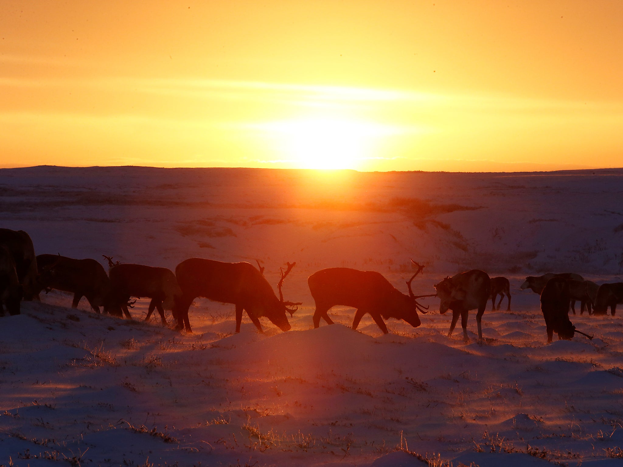 Reindeer graze in the tundra area at sunset