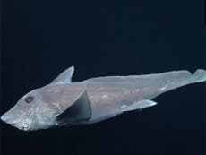 Bizarre deep-sea ghost shark caught on camera for first time