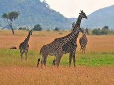 Giraffes should be listed as endangered animals as populations plummet