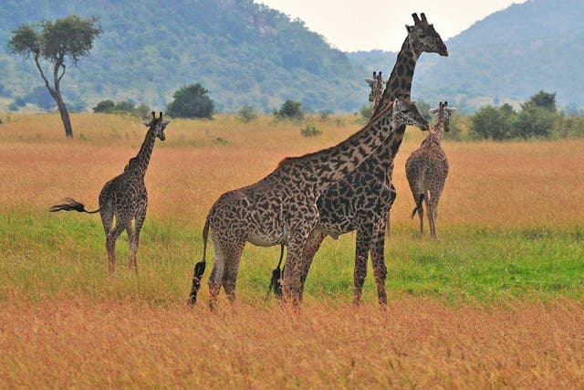 Giraffes will receive protection for the first time as governments endorsed action on the conversation of migratory species, many of which are near-extinct